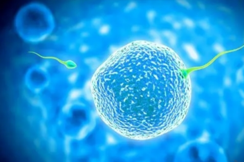 汗蒸会不会杀死卵子,正常情况下高温汗蒸会杀死卵子吗