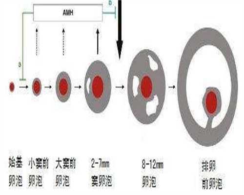 代生孩子-什么是“进周”?试管婴儿进周前检查有哪些?